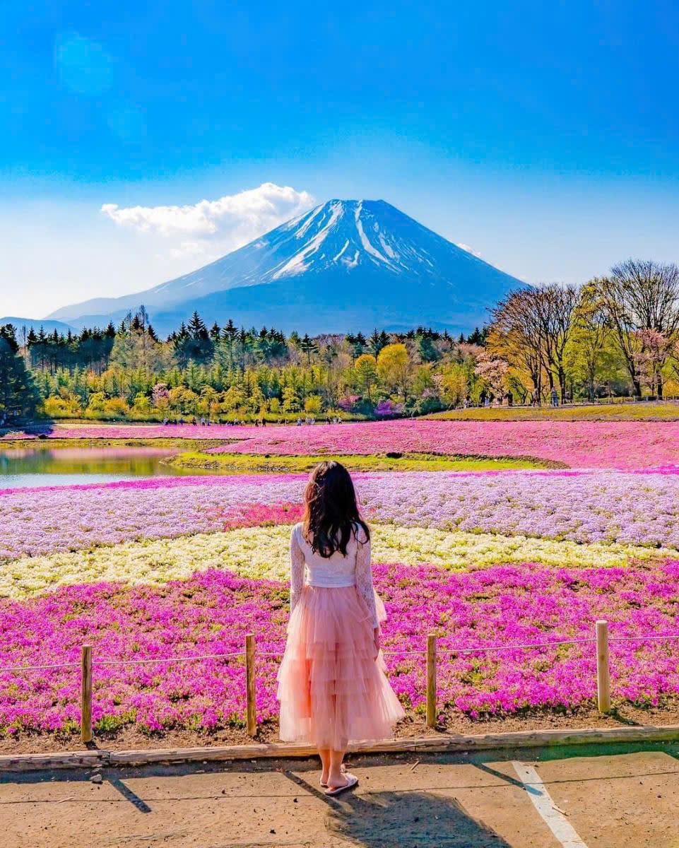Yamagata, el reino japonés de la cereza: guía para recoger sakuranbo