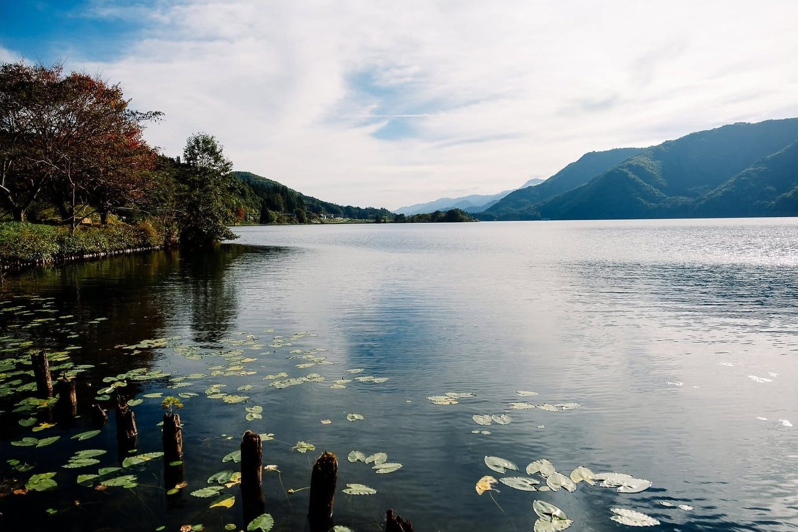 Acqua e ninfee di ancora mattina al lago Hakuba