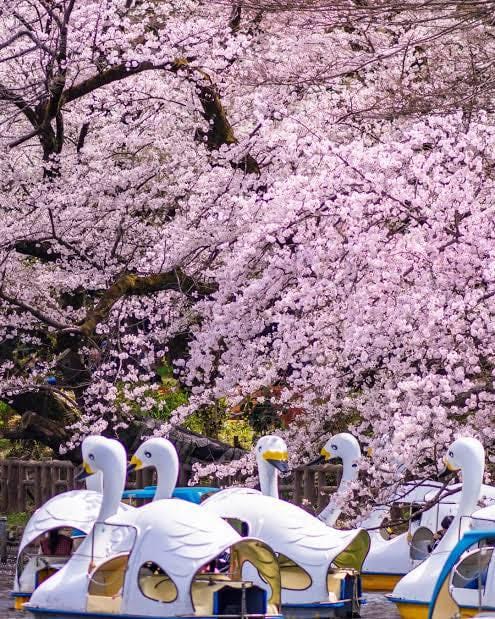 Cherry blossoms over swan boats at Ueno Park pond — Tokyo spring