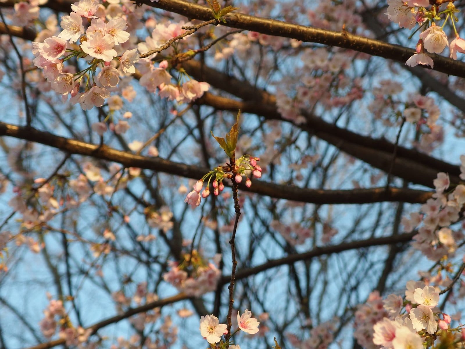 Cherry Blossom Forecast Calendar