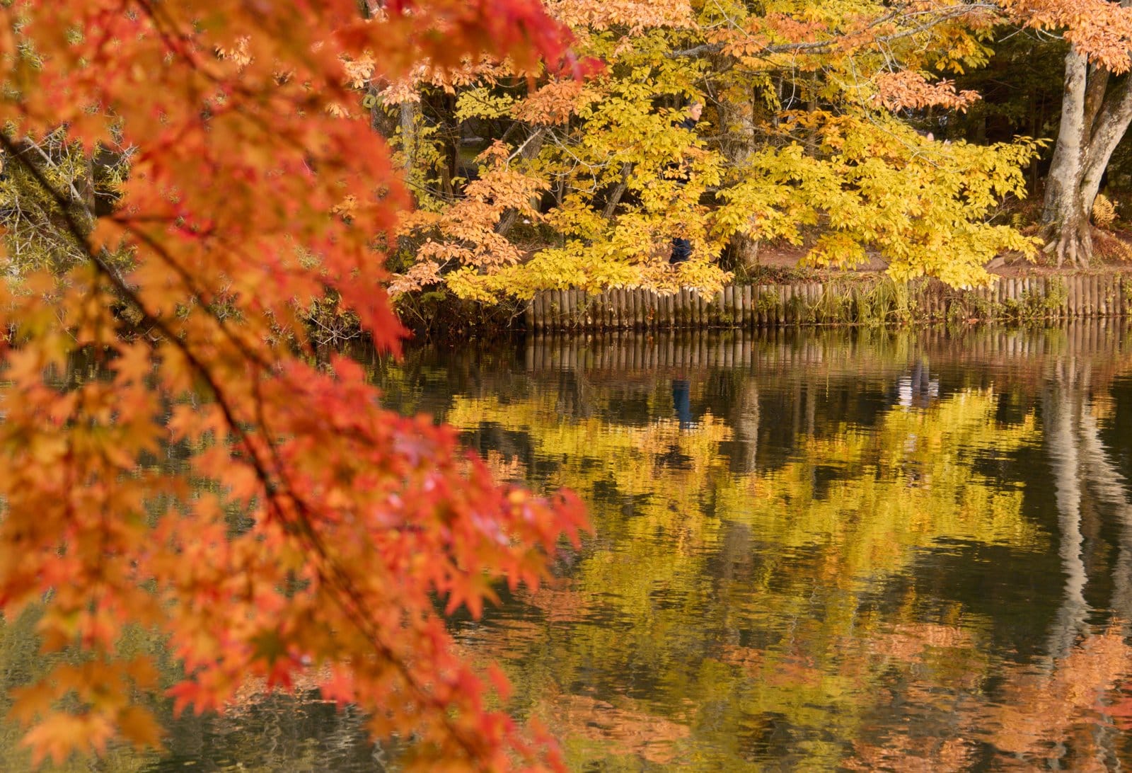 Karuizawa en otoño: guía completa del follaje otoñal de las tierras altas de Nagano