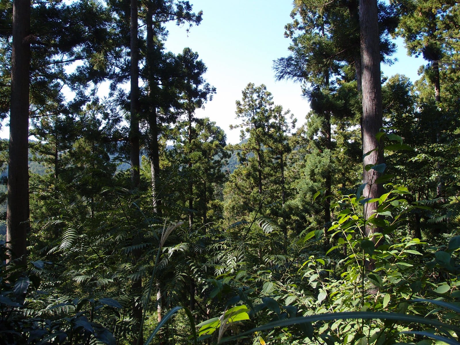 Complete Mt. Takao Day-Hike Guide: Comparing 6 Trails, Yakuo-in Temple & the Beer Garden