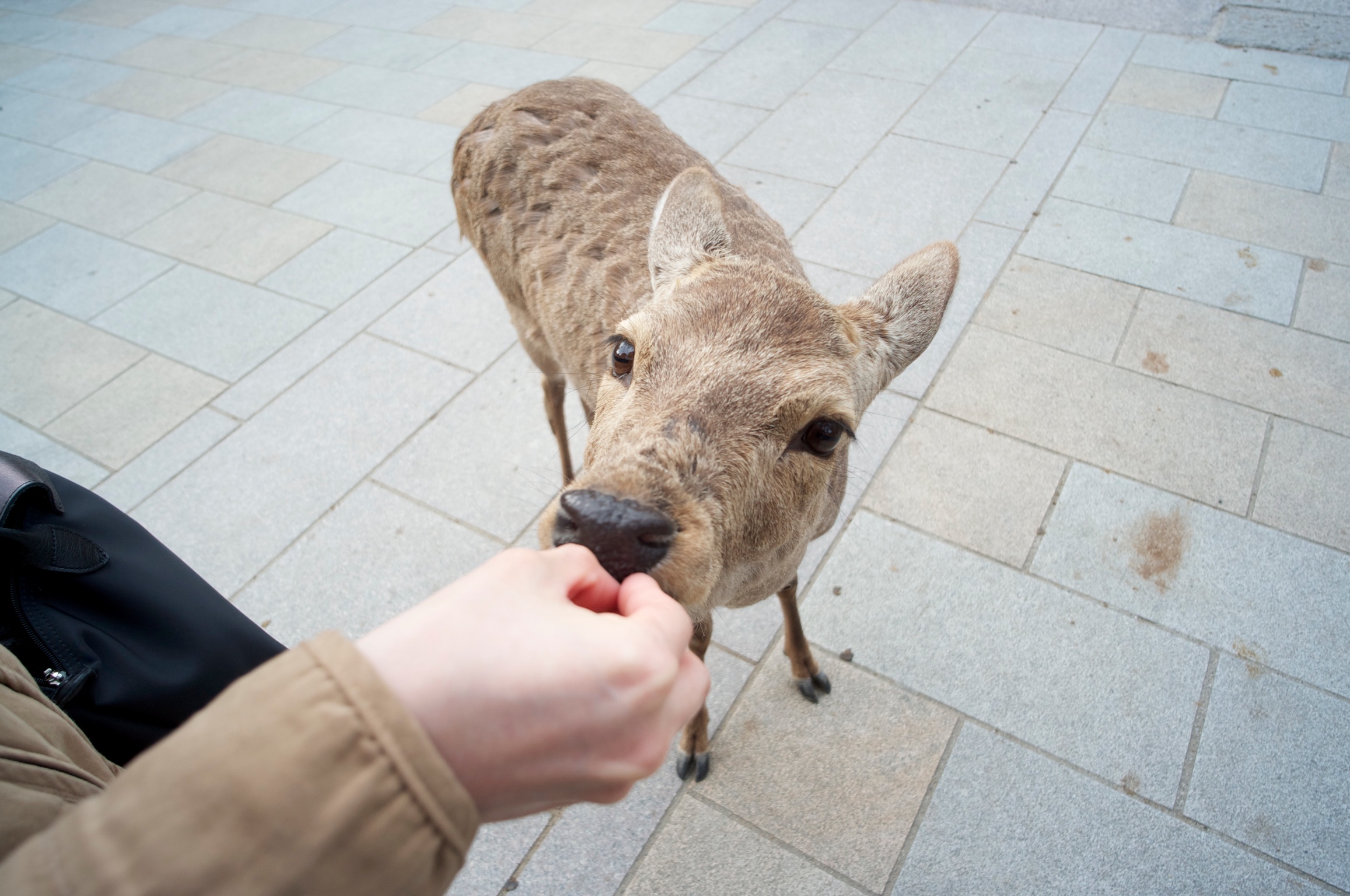 Osaka, Kyoto and Nara in One Day by Bus