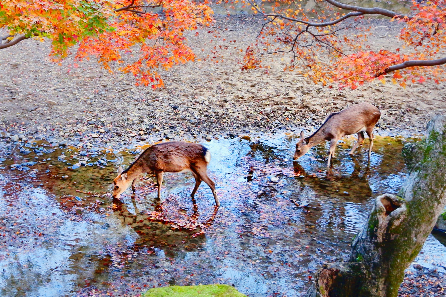 Osaka to Koyasan: A Group Pilgrimage by Charter Minibus