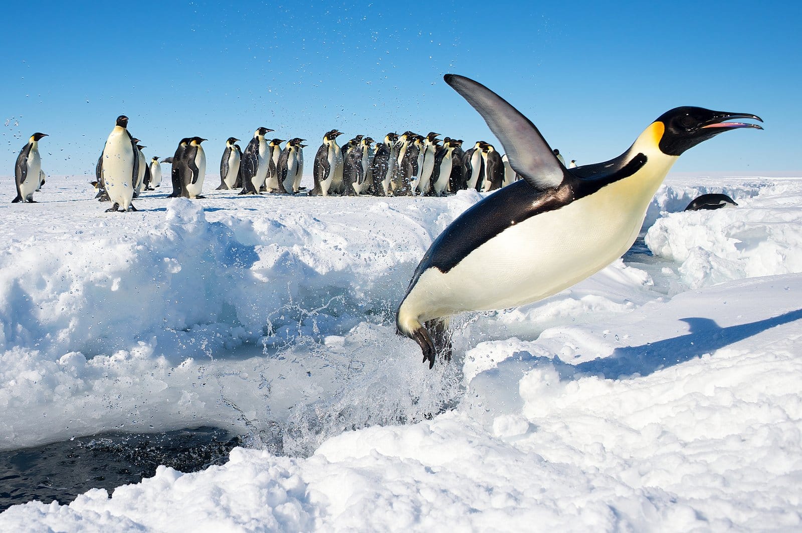Nel 2026, Hiroshima ospita la Riunione del Trattato Antartico, con un focus sui pinguini imperatore