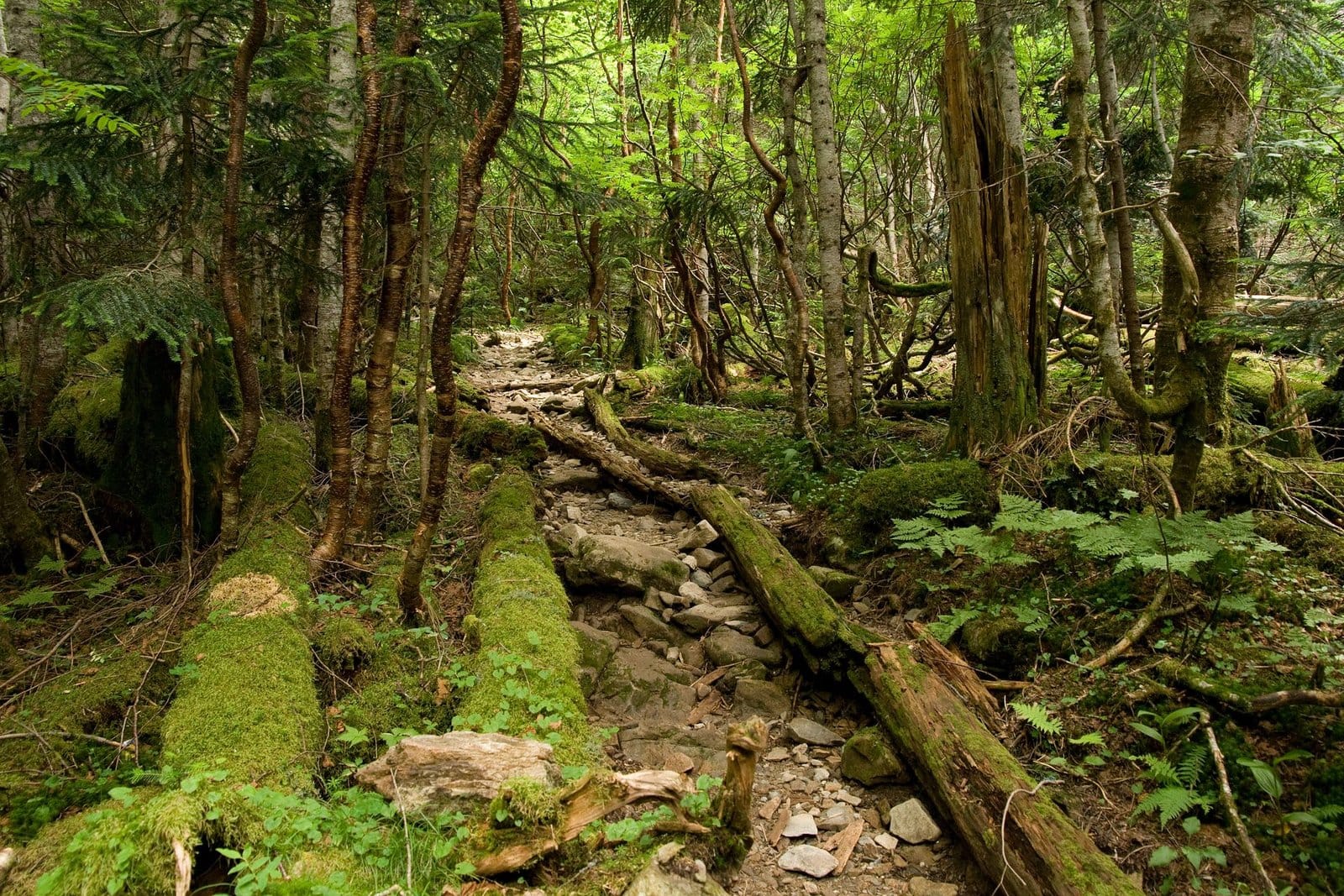 Guía completa del Shinetsu Trail