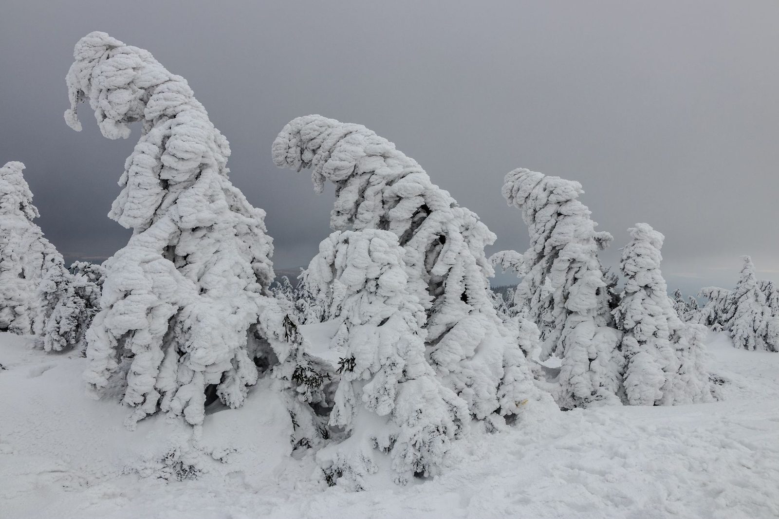 Shiga Kogen vs. Zao Ski Resorts: The Complete Guide to Snow Monsters, Snow Quality, and Night Skiing