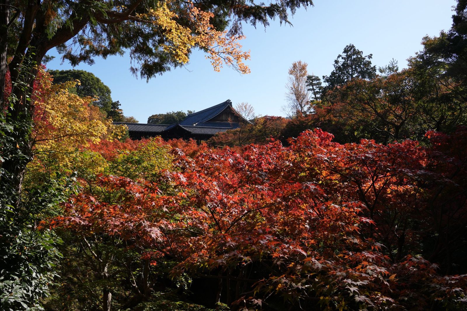 红叶季的京都:2天1夜与住宿选择的烦恼