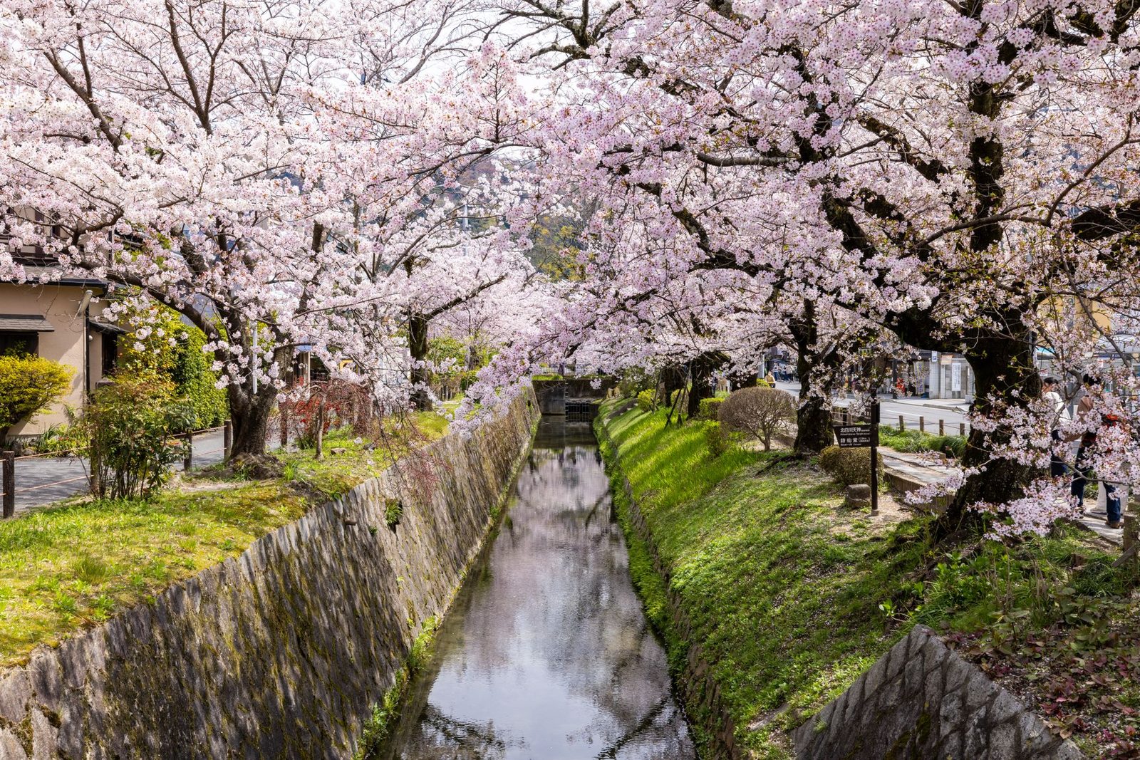 Japanische Sakura – regionaler Blühkalender und die optimale Reiseplanung