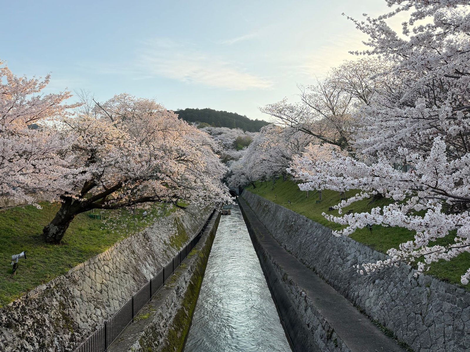 Japanische Sakura – regionaler Blühkalender und die optimale Reiseplanung
