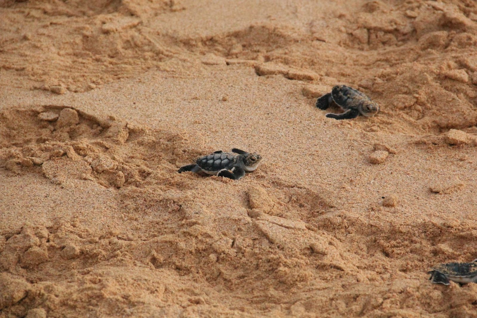 Costa delle tartarughe di Anan – Dove le tartarughe marine nidificano al chiaro di luna