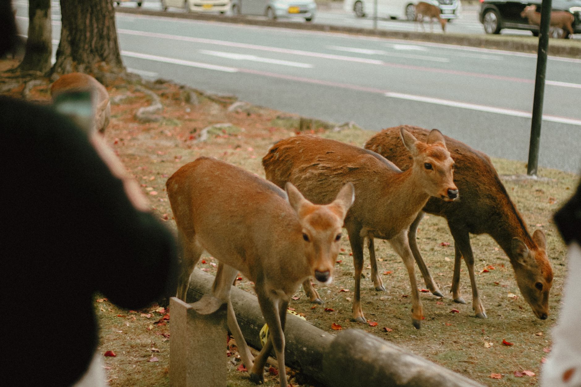 Nara — Meet 1,200 Sacred Deer in a Single Day