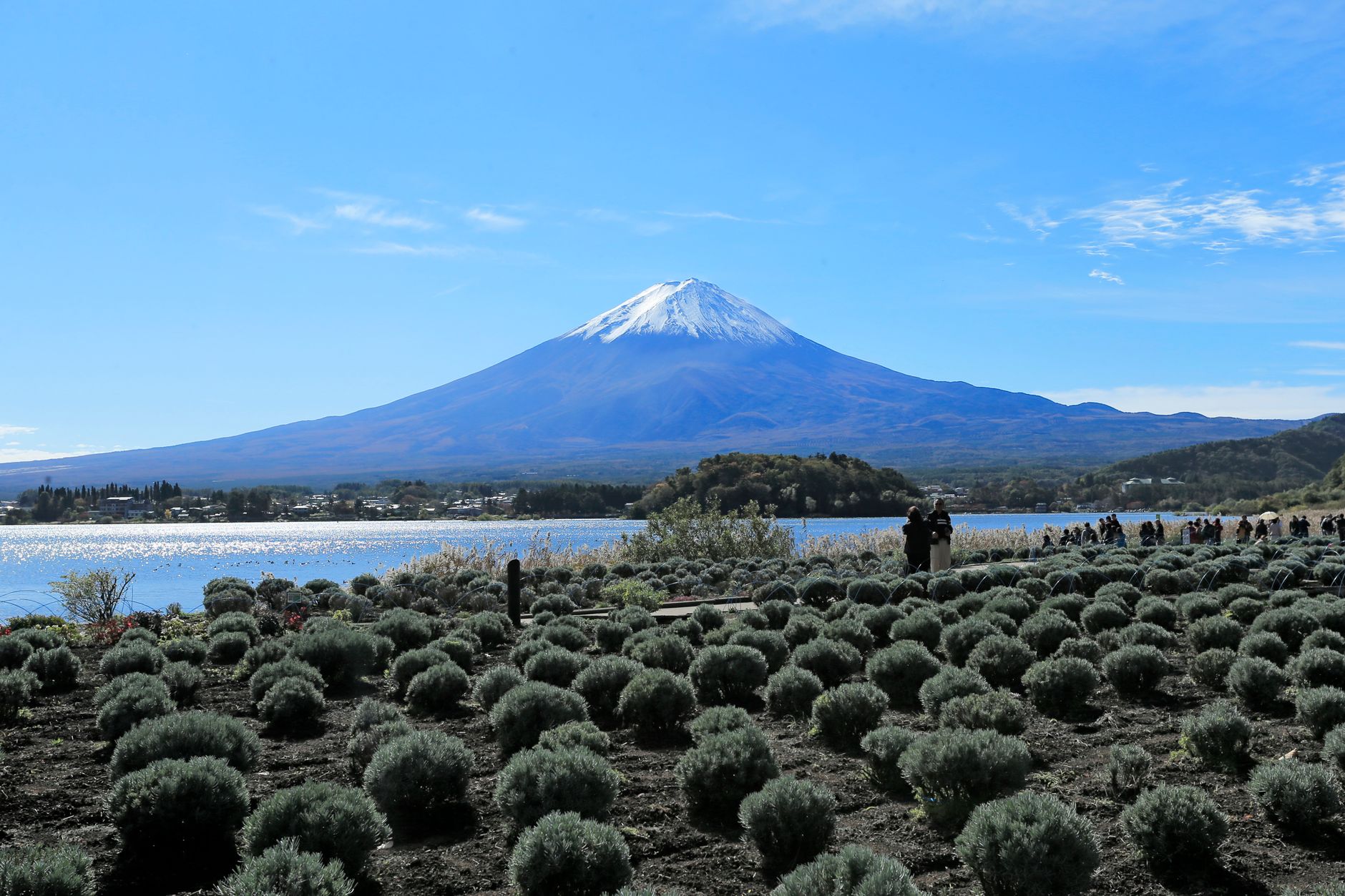 Mt. Fuji & Lake Kawaguchiko Autumn Day Tour — Oishi Park, Lakeside, Momiji Corridor — OlaChill day tour