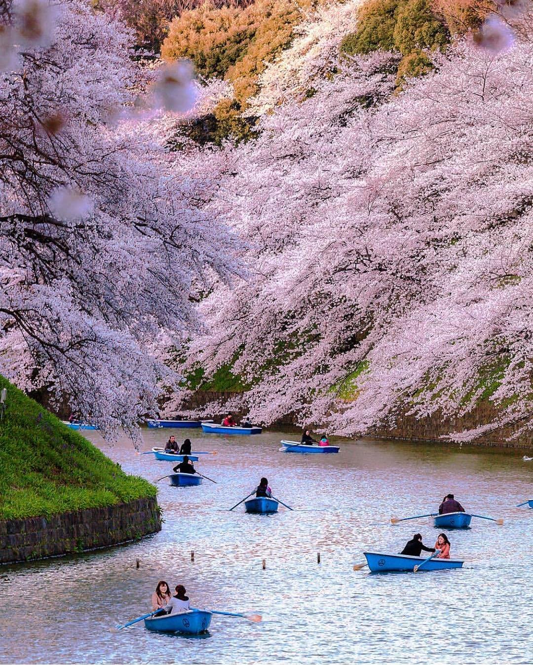 Tokyo cherry-blossom tour by private car