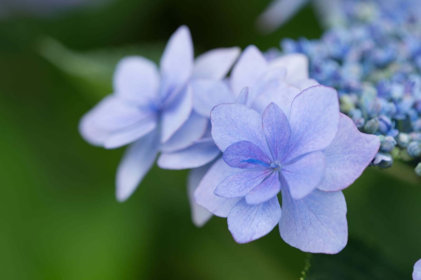 Hydrangea (Ajisai) Blooming Season and Recommended Spots Across Japan to Brighten the Rainy Season