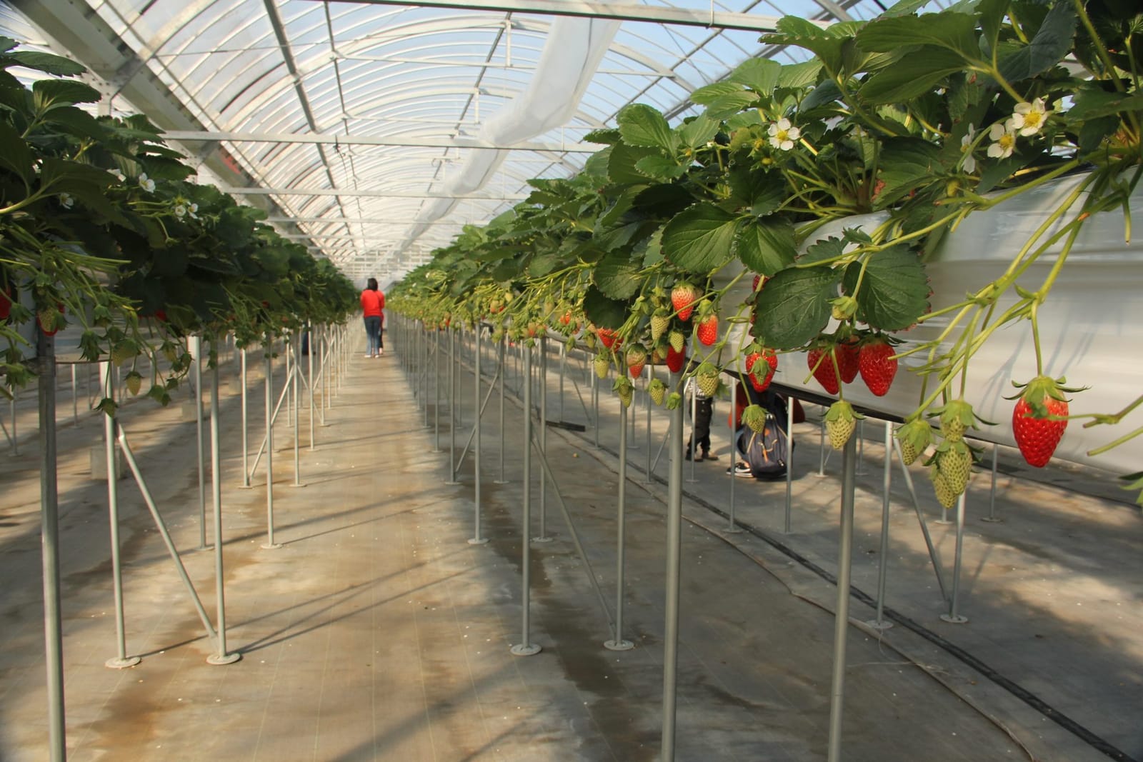 Serra giapponese per la raccolta delle fragole