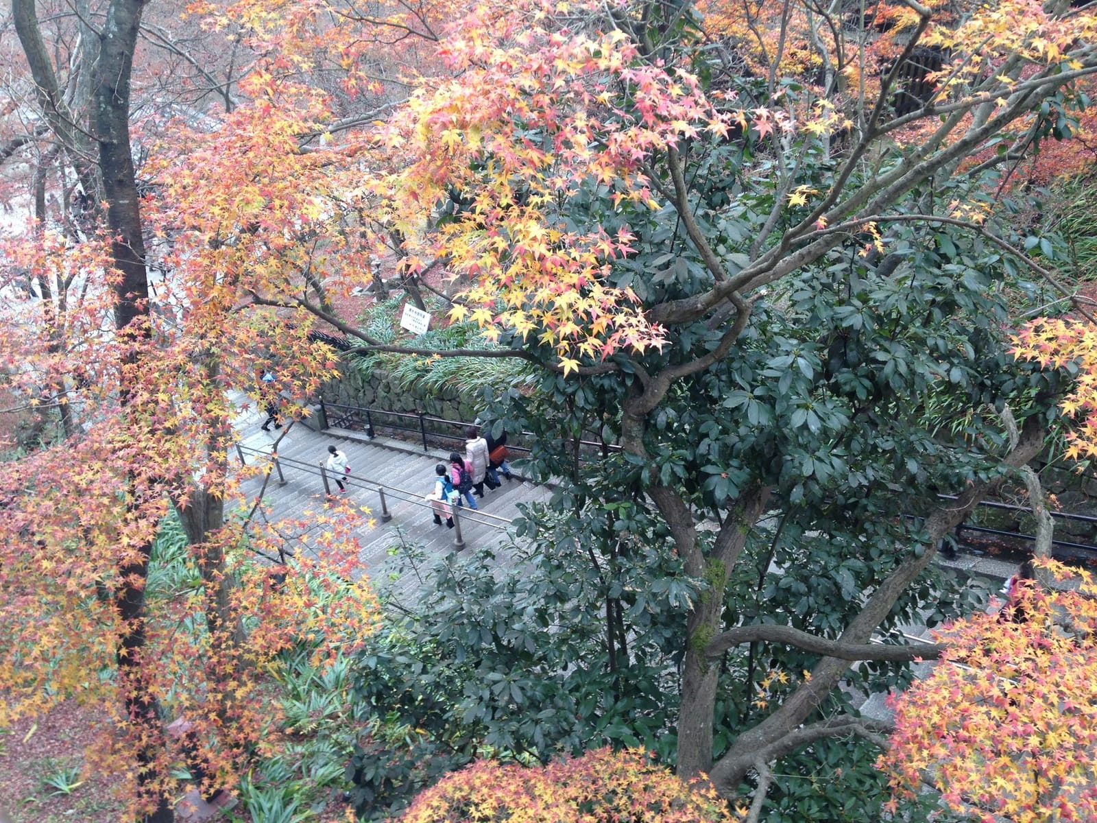 Autumn leaves temple Kyoto
