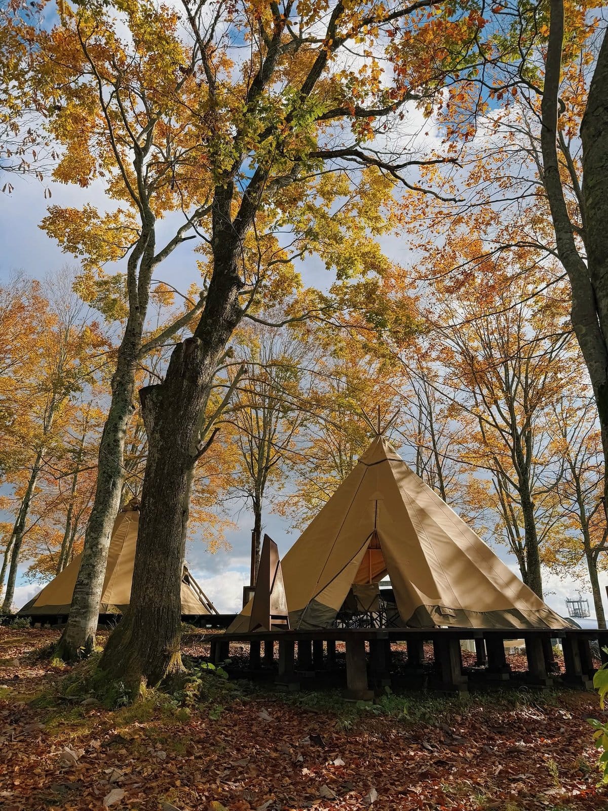 黄色く色づいた森の木々の下にあるglampingエリアのteepeeテント。地面は落ち葉で覆われている