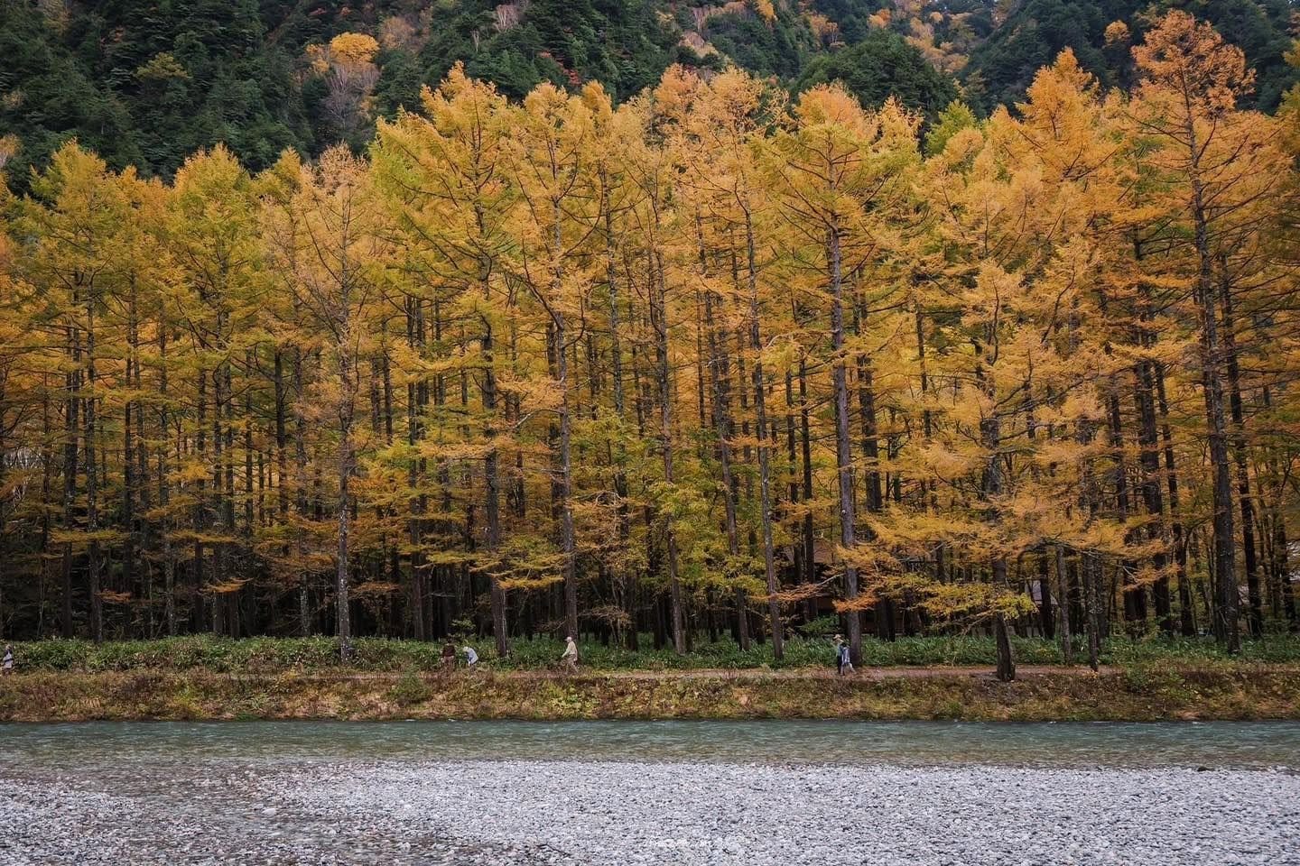 Golden larch forest along the river, with a flat walking path running beneath it