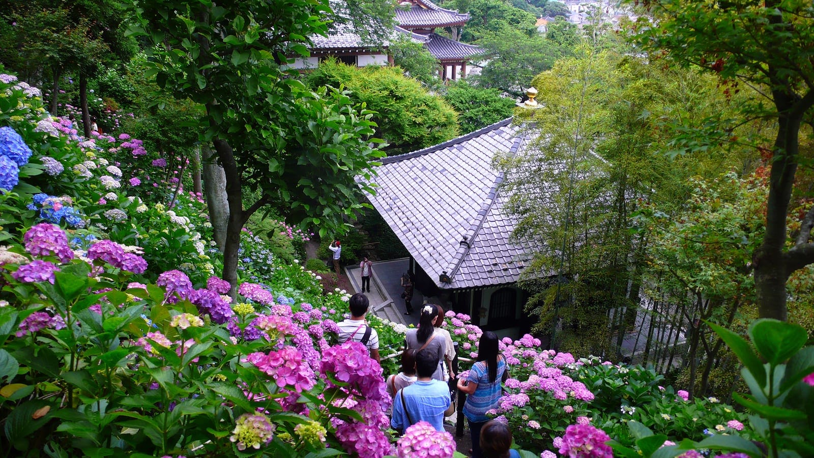 鎌倉 紫陽花