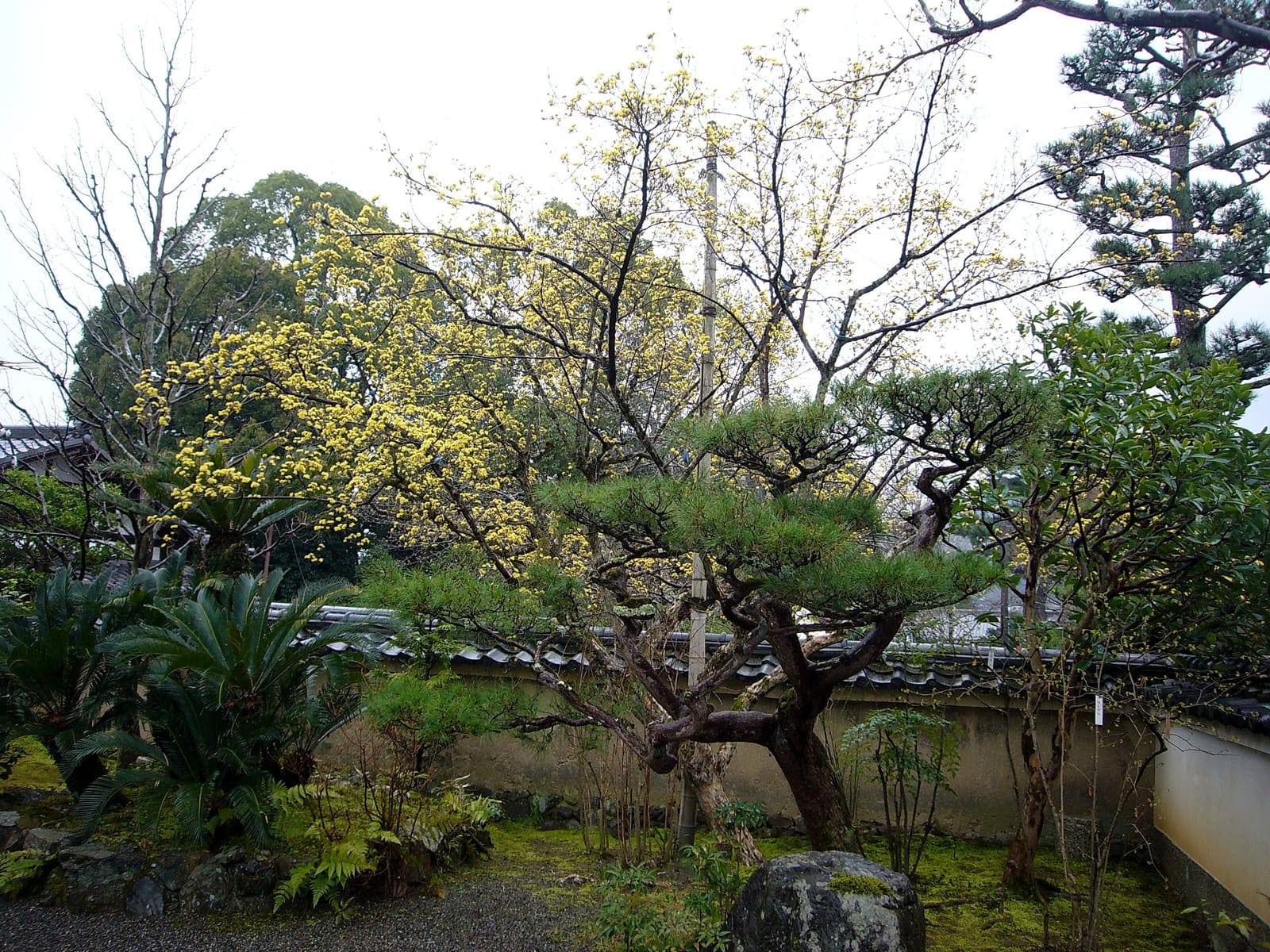 天龍寺