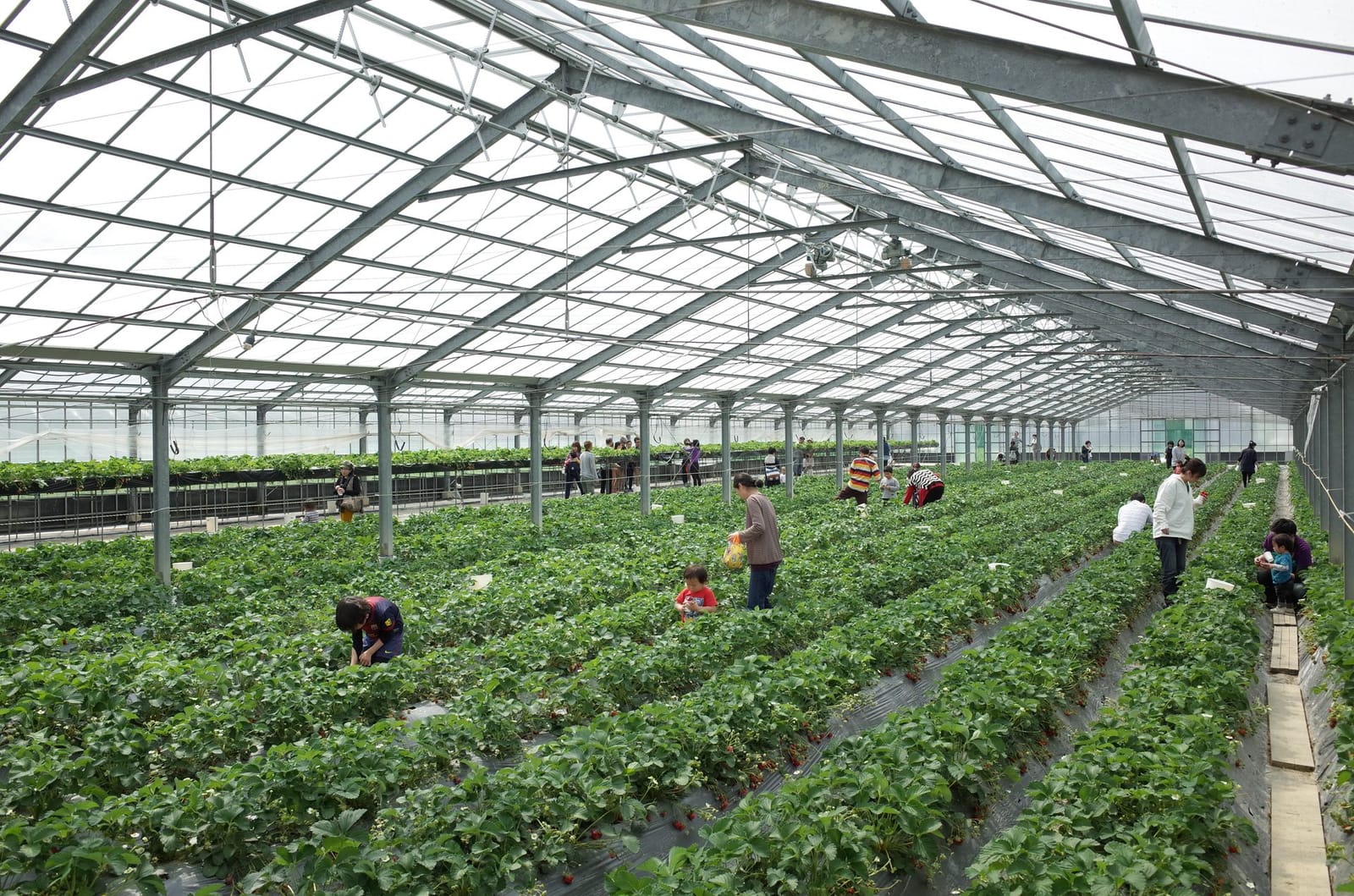 Strawberry picking Japan greenhouse