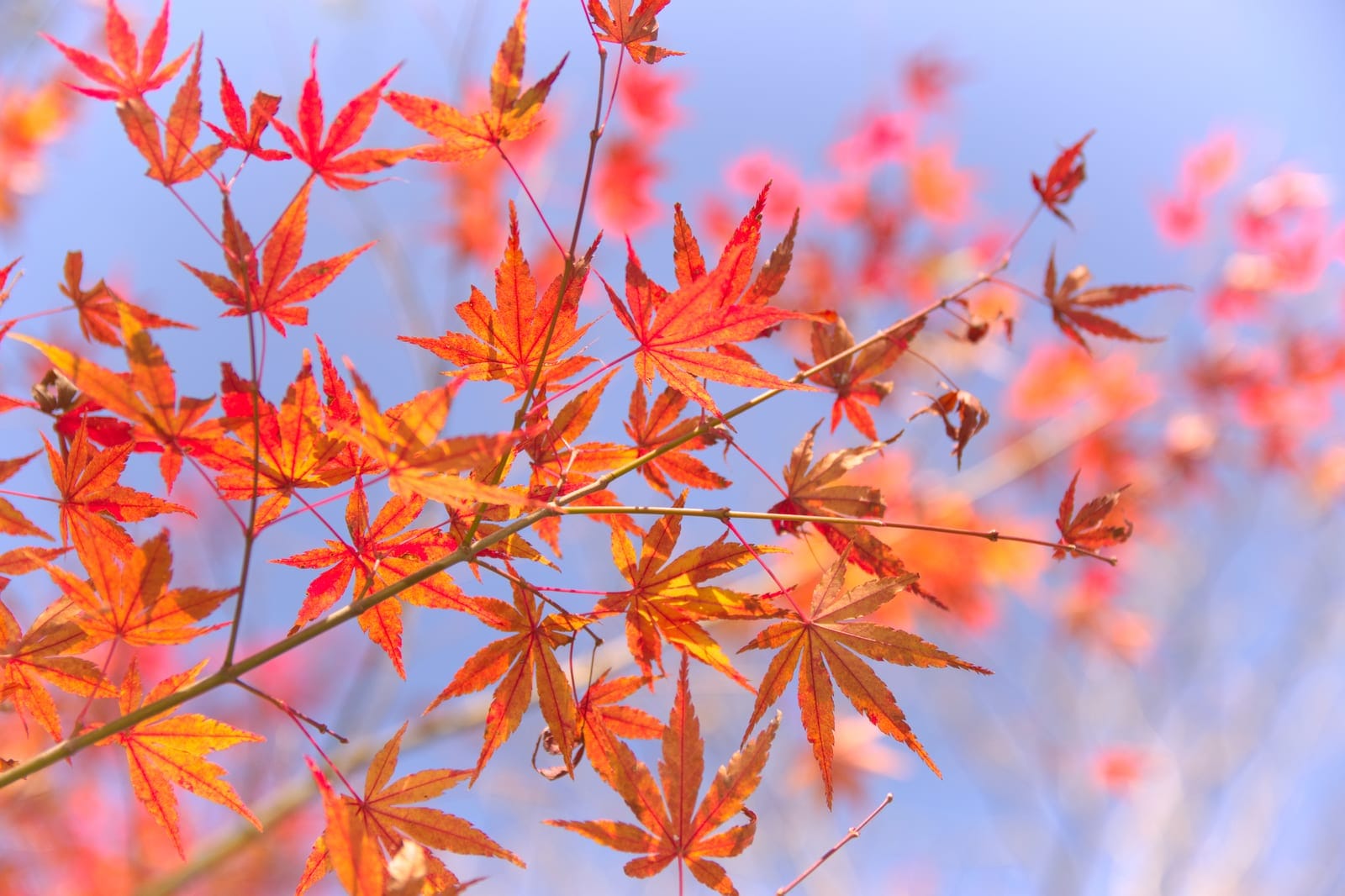 箱根 紅葉