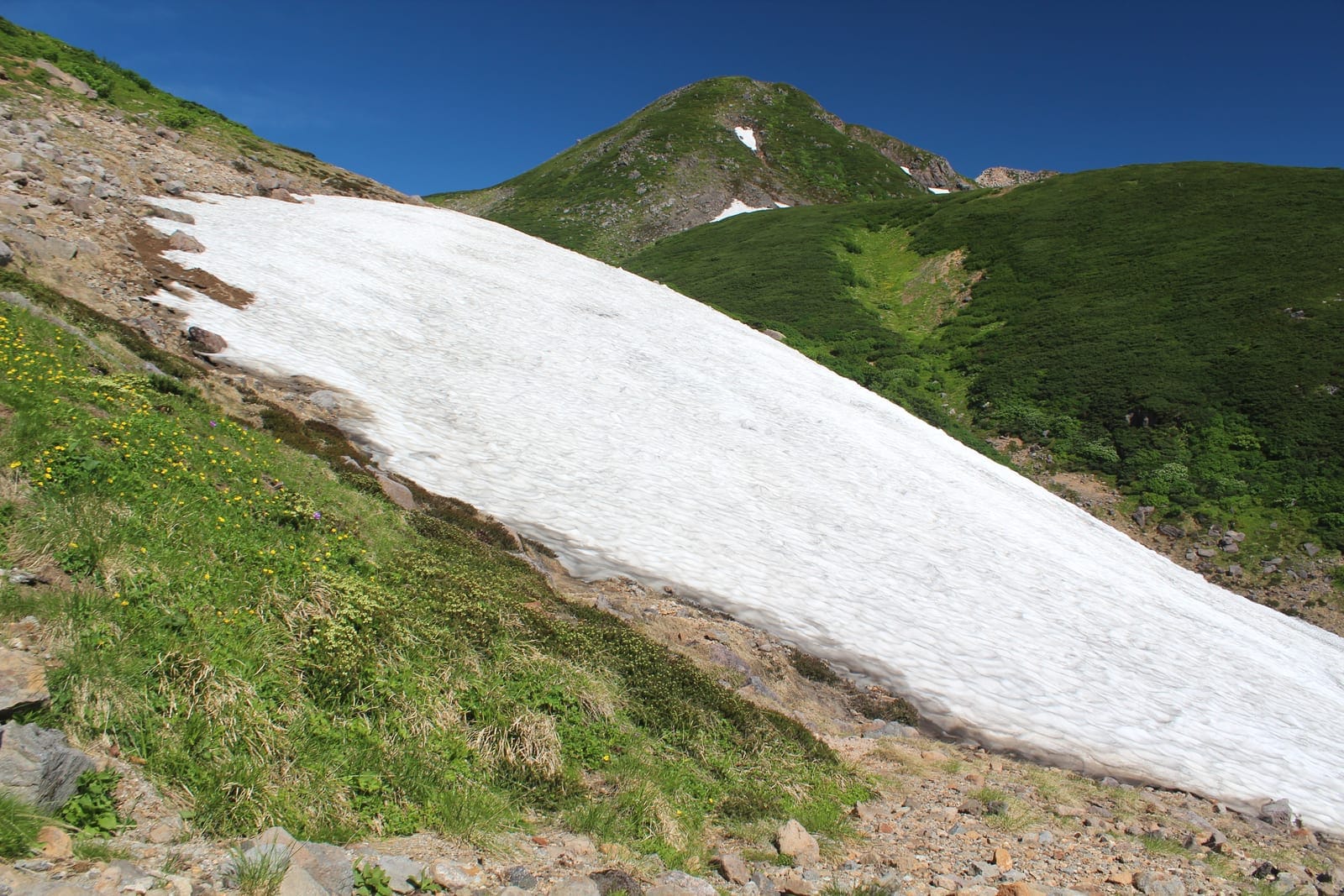 白山 高山植物