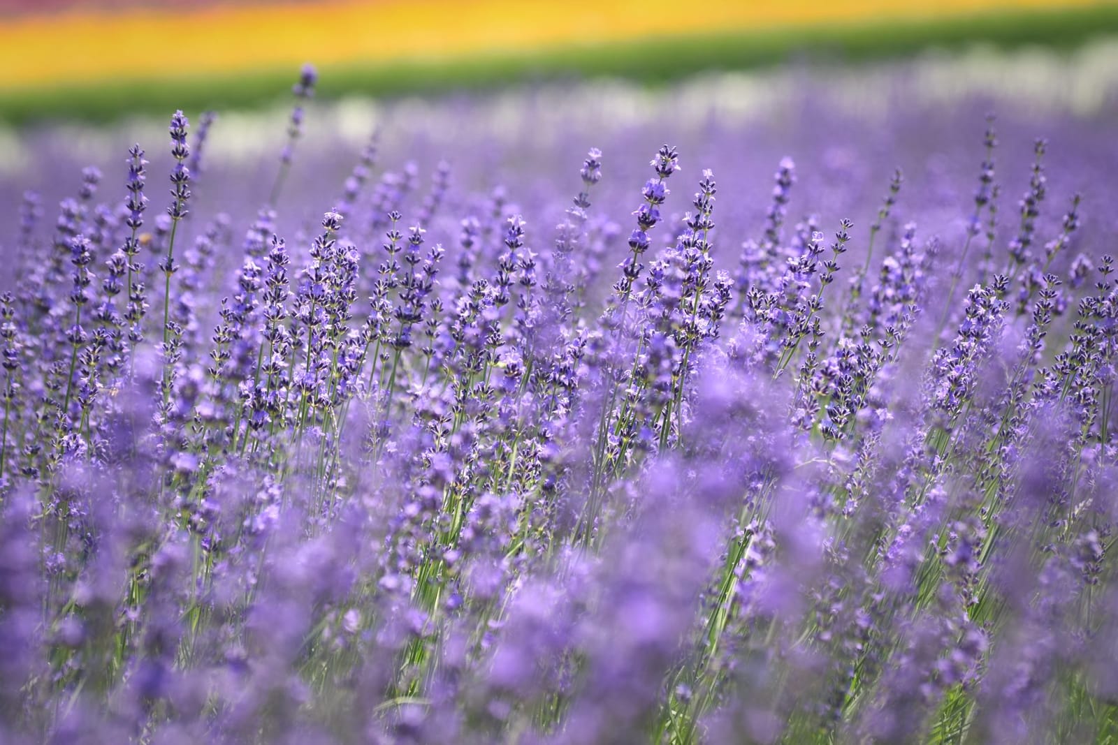 Furano lavender Hokkaido