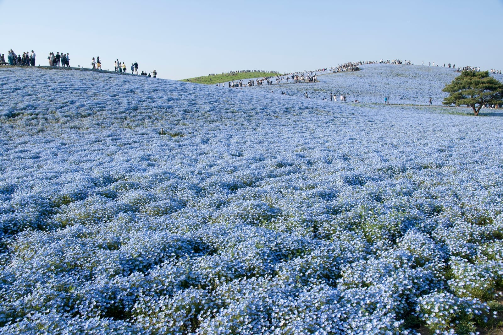 Nemophila a Miharashi no Oka (Miharashi no Oka)
