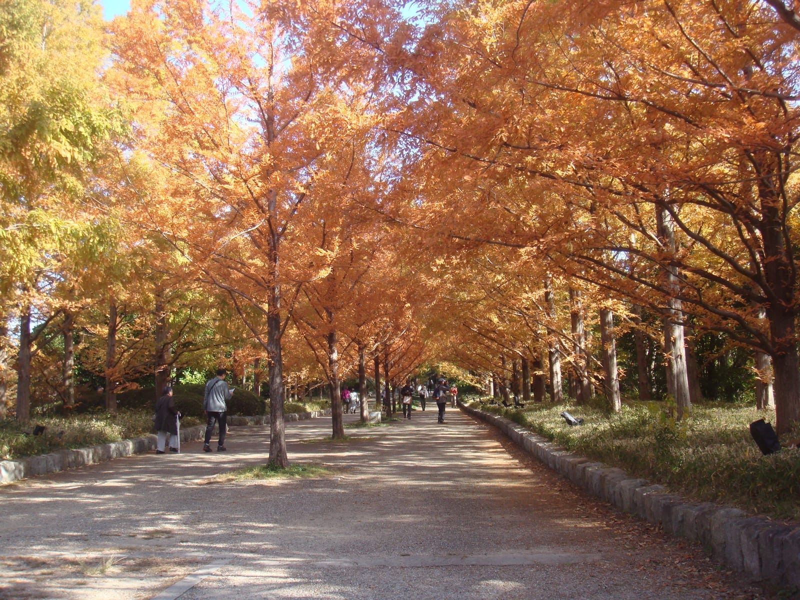 Avenida de Metasequoia
