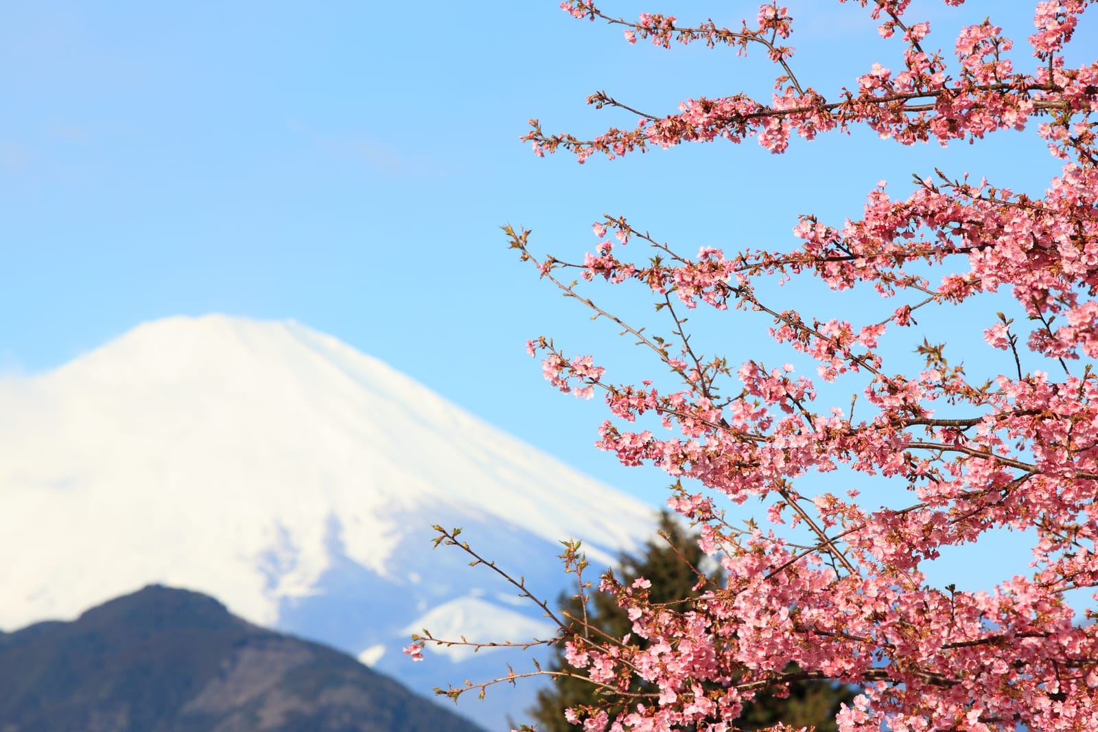 富士山 桜