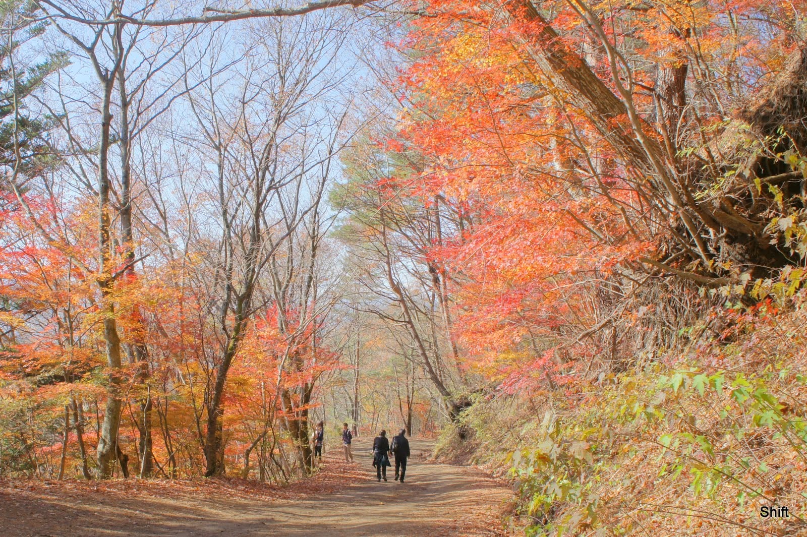 Foliage del Monte Fuji