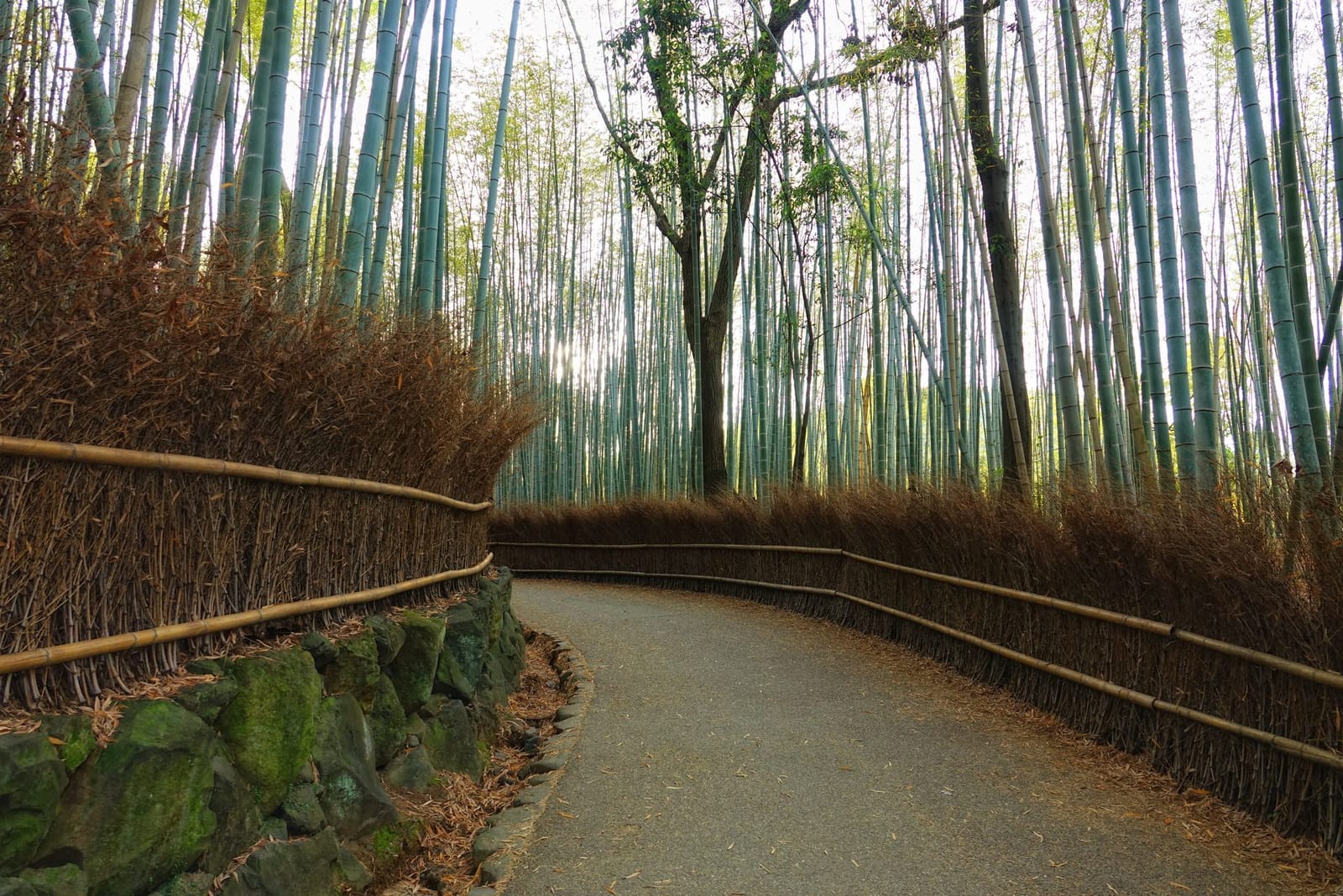 Arashiyama bamboo grove
