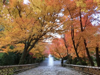 Okoshi Bus Kyoto Autumn Leaves Tour — 2