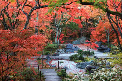 Okoshi Bus Kyoto Autumn Leaves Tour — 6