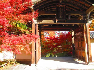 Okoshi Bus Kyoto Autumn Leaves Tour — 3