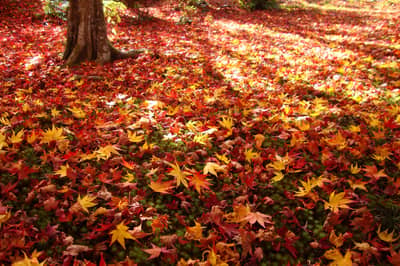 Okoshi Bus Kyoto Autumn Leaves Tour — 4
