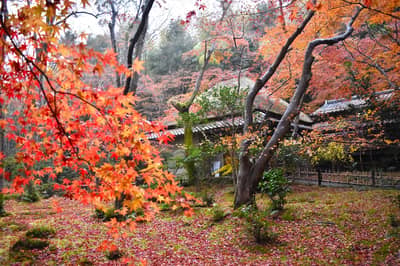 Okoshi Bus: Kyoto Autumn Leaves Tour