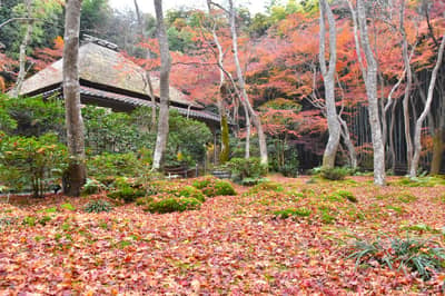 Okoshi Bus Kyoto Autumn Leaves Tour