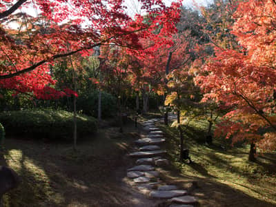 Okoshi Bus: Kyoto Imperial Palace and Panoramic Views — 5