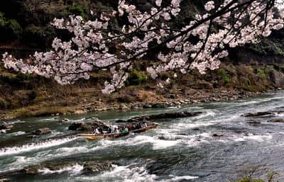 京都觀光“OKOSHI”巴士（SW）嵐山深度遊・嵯峨野觀光小火車+保津川遊船之旅★含中・英・韓語音導覽★ 1人成行 — 5