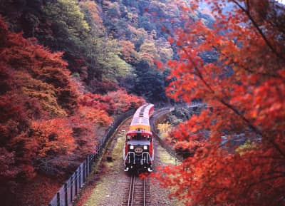 京都觀光“OKOSHI”巴士（SW）嵐山深度遊・嵯峨野觀光小火車+保津川遊船之旅★含中・英・韓語音導覽★ 1人成行 — 2