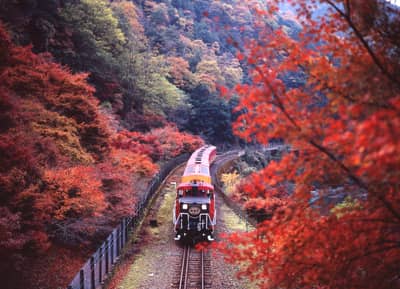 京都觀光“OKOSHI”巴士（SW）嵐山深度遊・嵯峨野觀光小火車+保津川遊船之旅★含中・英・韓語音導覽★ 1人成行 — 10