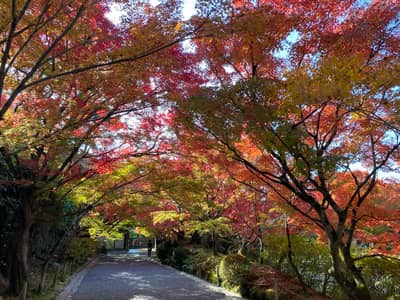 Okoshi Bus – Circuit des érables de Kyoto — 7