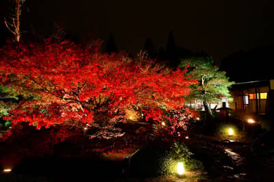 Érables d’automne illuminés à Kyoto : temple de Nene et Unryuin — 2