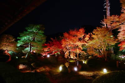Érables d’automne illuminés à Kyoto : temple de Nene et Unryuin