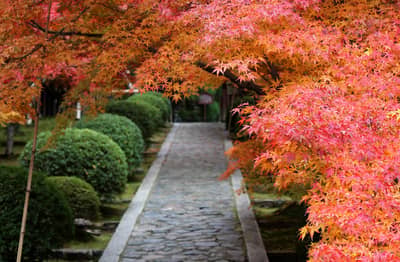 Kyoto Autumn Foliage Tour Komyo Ji Ikkyu Ji