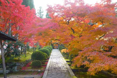 Kyoto Autumn Foliage Tour Komyo Ji Ikkyu Ji — 4