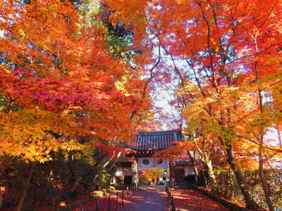 Kyoto Autumn Foliage Tour Komyo Ji Ikkyu Ji — 2